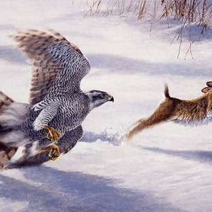 May include: A gray and white hawk with brown markings flies low over a snowy field, chasing a brown rabbit that is leaping through the air.