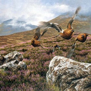 Get Em Up A5 Card & Envelope do artista da vida selvagem Andrew Ellis. Faça com que ‘Em Up Grouse voe