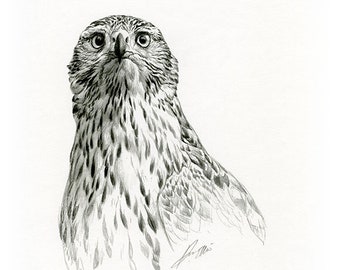 Goshawk Sketch, Fine Art Print, Limited Edition, Signed by Andrew Ellis