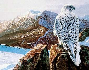 Karta A5 i koperta „Arctic Visitor” autorstwa Andrew Ellisa, artysty specjalizującego się w fotografii dzikiej przyrody. Biały sokół Gyr