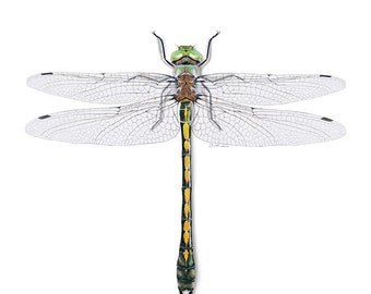 Orange-spotted Emerald Dragonfly Fine Art Print by Davina Falcao