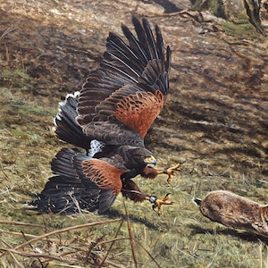 Harris Hawk persiguiendo conejo A5 Tarjeta y sobre por el artista de vida silvestre Andrew Ellis