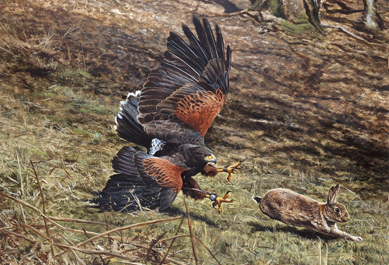 Harris Hawk Chasing Rabbit A5 Card & Envelope by Wildlife Artist Andrew ...
