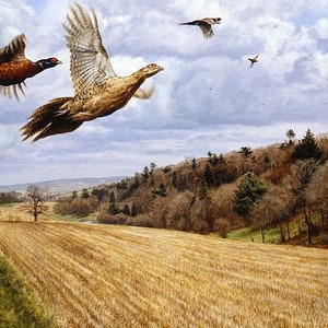 Cartão & envelope da movimentação A5 do abeto de Charlies pelo artista Andrew Ellis dos animais selvagens. Faisões voando pelos campos