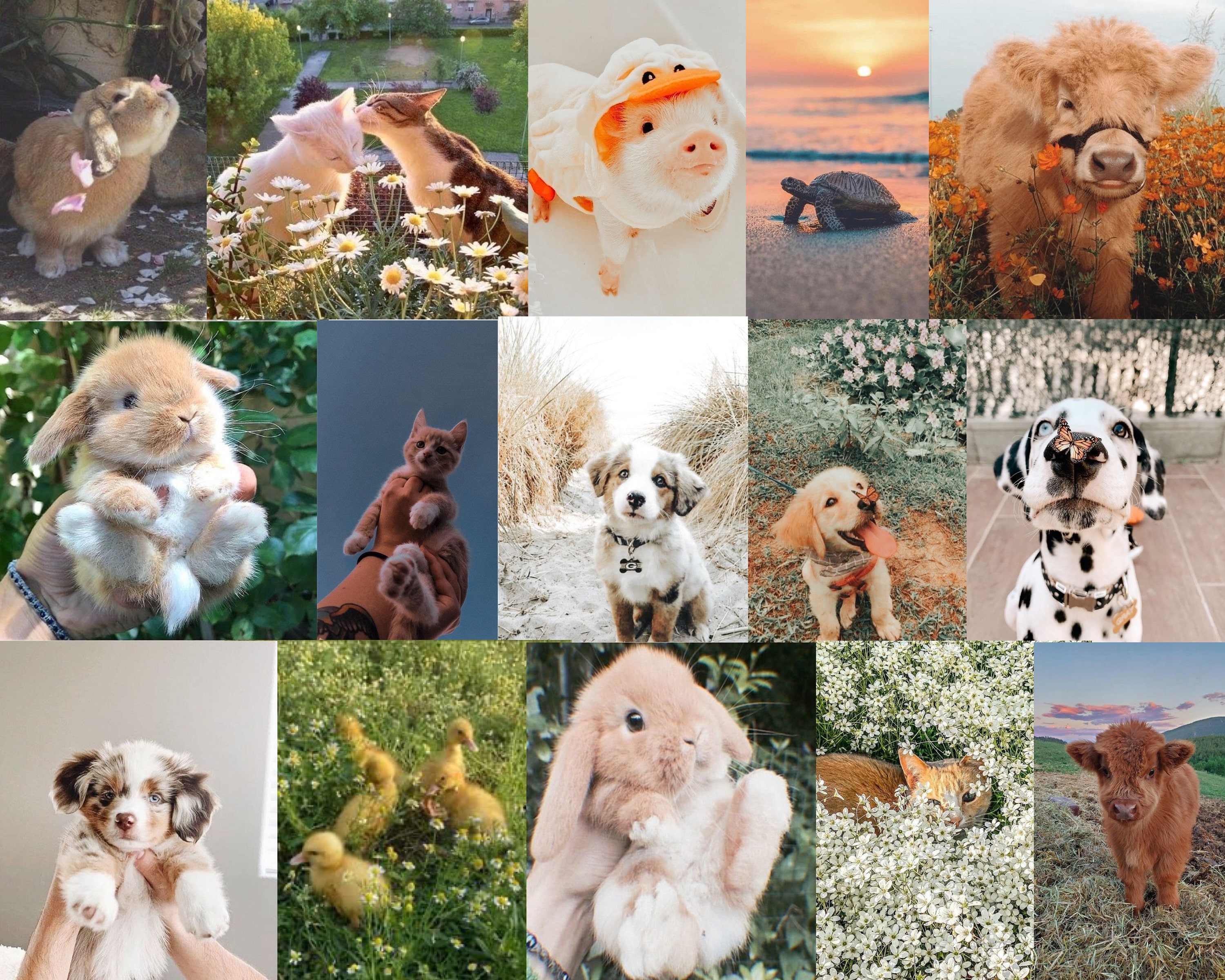 60pcs Animal Photo Wall Collage Kit Aesthetic, Animal Zoo Trendy