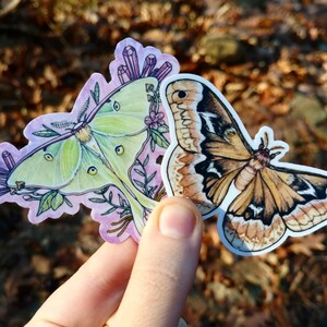 May include: Two colourful butterfly stickers, one green with pink flowers and one brown with black stripes. The stickers are on a brown and green background.