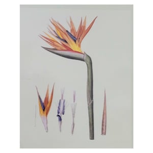 Vintage Prints Flowers by Pierre Joseph Redoute, Collection of 6 Flower Art Prints, Collection of Botanical Art Prints