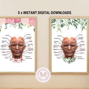 Bundle of 3 Aesthetics Posters, Botox Placement, Anti-Wrinkle, Muscles of the Face, Facial Veins & Arteries, Facial Anatomy, Cosmetic Inject