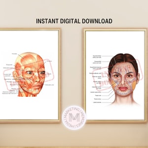 2 x A4 Instant Downloads - Facial Muscles & Facial Veins posters, Facial Anatomy, Aesthetics Training, Aesthetics Wall Art Posters, Clinic