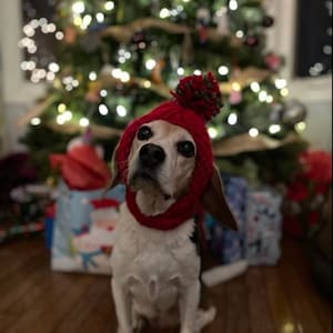 Loom Knit Dog Hat -Pattern only