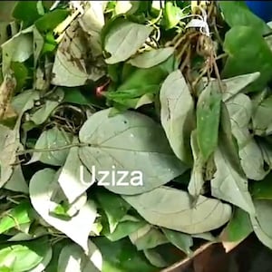 Puede incluir: Primer plano de un montón de hojas verdes con la palabra "Uziza" escrita en una de las hojas.