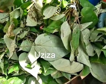 Dried uziza leaves