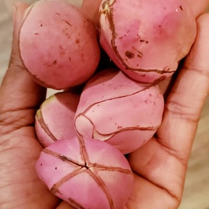 Kola nuts/ 5 in a bag