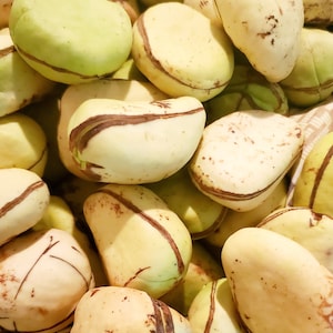 All white Kola nuts