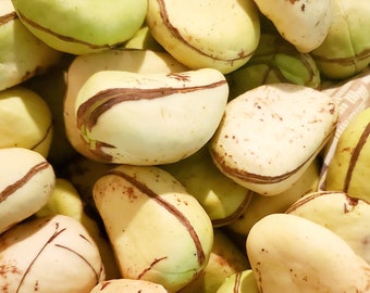 All white Kola nuts