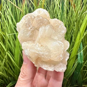 May include: A light beige selenite crystal cluster. The crystal has a layered, fibrous appearance with a soft, translucent quality. The background features green and brown ornamental grass, creating a natural aesthetic. The crystal is held in a hand.