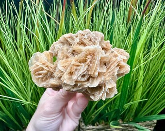 May include: A desert rose crystal cluster, showcasing a layered, rosette-like formation in shades of tan and beige. The mineral specimen is held against a backdrop of vibrant green foliage, creating a natural aesthetic.