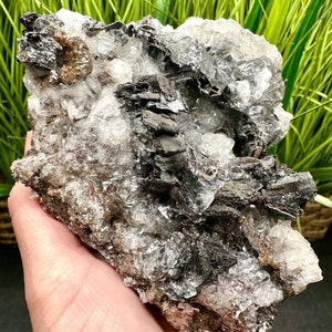 May include: A cluster of clear quartz crystals with black hematite inclusions. The quartz crystals are clustered together in a rough, natural formation. The hematite inclusions are scattered throughout the quartz, giving the cluster a dark, speckled appearance.