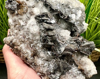 Goethite epimorph Selenite Crystals Santa Eulalia, Mexico Black Goethite Clear Gypsum Clear Selenite White Selenite Epimorph Crystals
