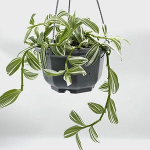May include: A hanging planter with a Tradescantia plant. The dark gray, geometric planter is suspended by gray cords. The plant has green and white striped leaves, with some leaves cascading down from the pot.
