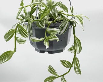 Tradescantia Pistachio White – Easy Care Houseplant in 5” Hanging Pot | Variegated Trailing Plant | Fast Growing Indoor Hanging Vine