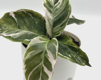 Calathea White Fusion Starter Plant (ALL STARTER PLANTS Require You to  Purchase 2 Plants!) - Etsy