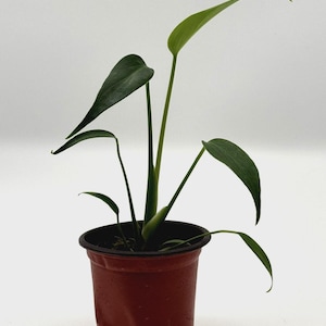 Monstera Burle Marx Flame 4" selfwatering Pot indoor houseplant