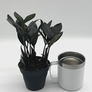 ZZ Zamioculcas &#39;Black Queen&#39; 4&quot; Pot Live Plant HousePlant