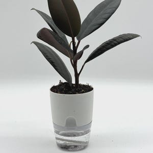 May include: A small rubber plant in a white self-watering pot. The plant has large, dark green and burgundy leaves. The pot has a clear reservoir at the bottom, showing the water level. The plant is set against a white background.