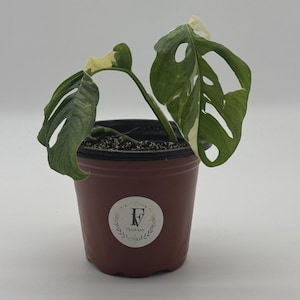 May include: A variegated Monstera adansonii plant with two leaves featuring green and white patterns, planted in a brown plastic pot. A circular white sticker with the letter F and the text FlorVines is centered on the front of the pot.