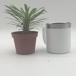 May include: A small potted plant with long, green leaves next to a white mug with a silver rim. The plant is in a brown plastic pot. The mug has a handle and a stainless steel rim.