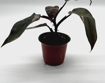 Philodendron Pink Princess – Rare Variegated Live Houseplant 4” Pot