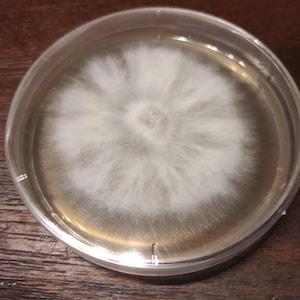 Myzel in einer Petrischale | Agar-Agar