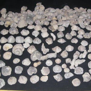 BULK Devonian Fossils, 258 Pieces