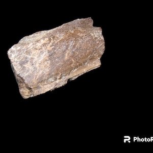 Hadrosaur Bone from Judith River