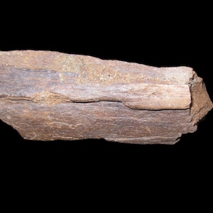 Hadrosaur Bone from Judith River Formation