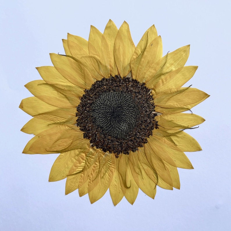 How to press a sunflower Pressed flowers Printable Ebook Sunflower pressing Tutorial DIY sunflower art sunflower decor image 8