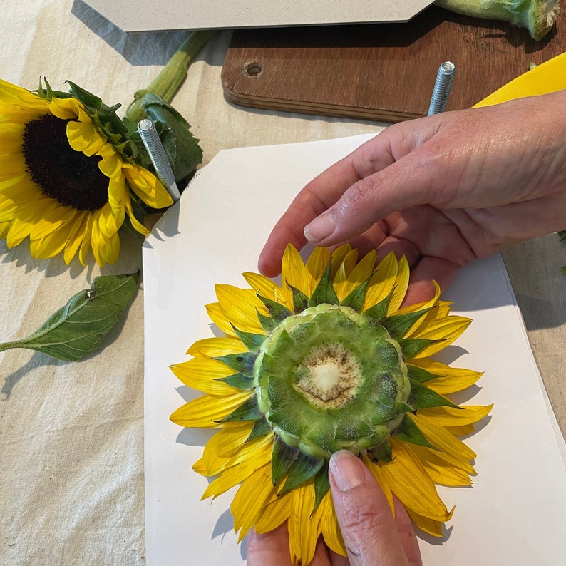 How to press a sunflower Pressed flowers Printable Ebook Sunflower pressing Tutorial DIY sunflower art sunflower decor image 7