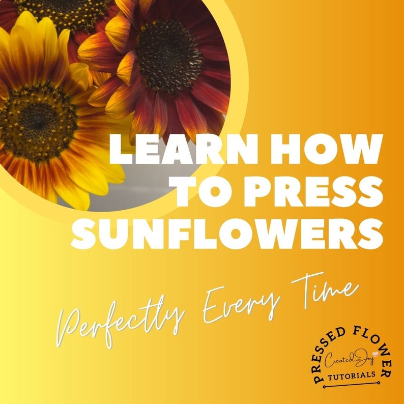 How to press a sunflower Pressed flowers Printable Ebook Sunflower pressing Tutorial DIY sunflower art sunflower decor image 1