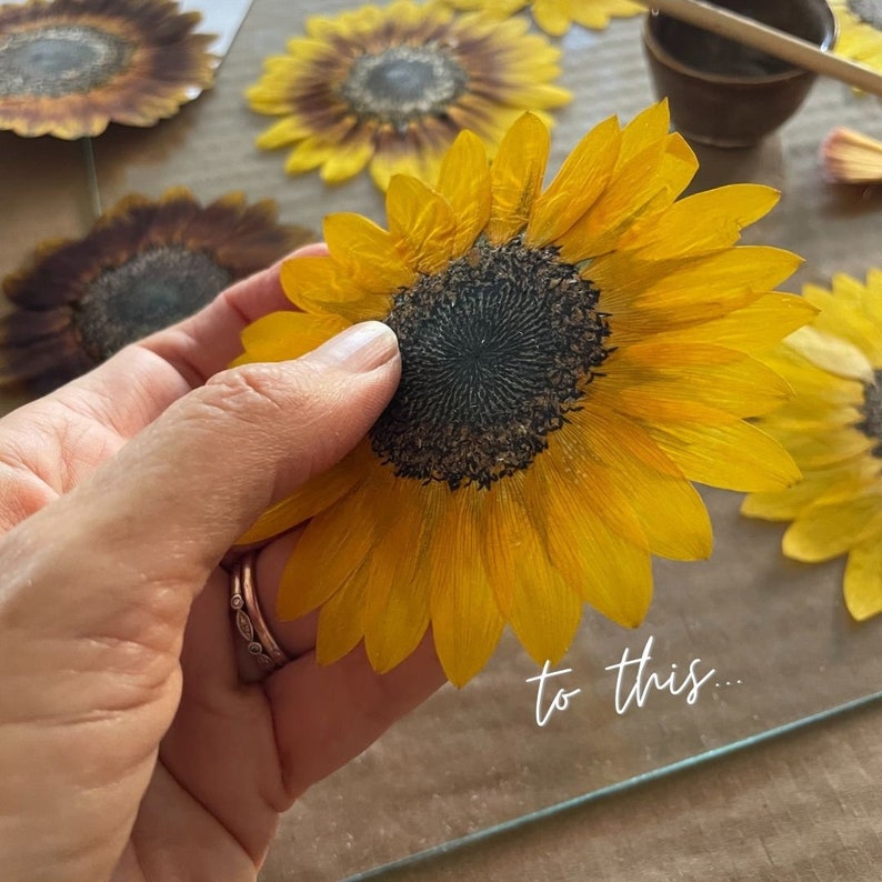 How to press a sunflower Pressed flowers Printable Ebook Sunflower pressing Tutorial DIY sunflower art sunflower decor image 3