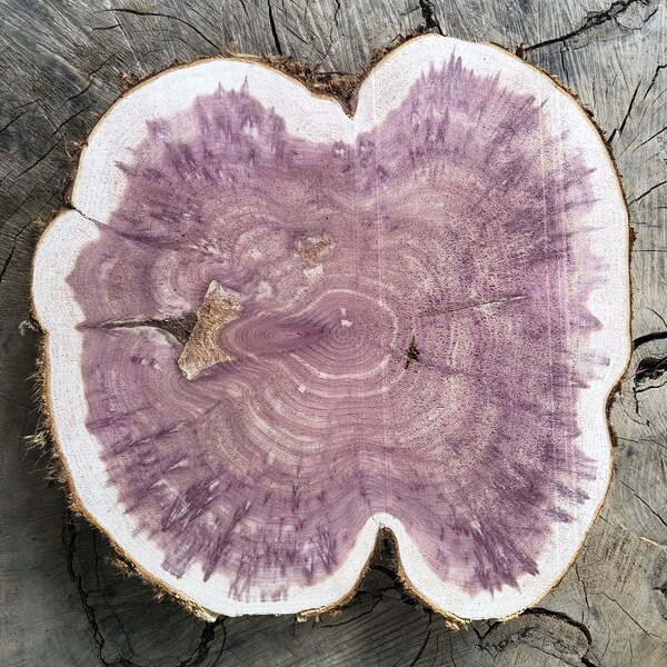 Live Edge Red Cedar cookie