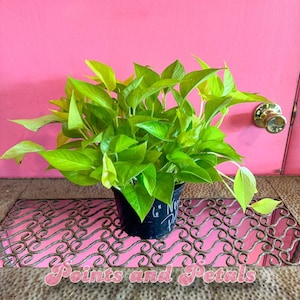 May include: A potted golden pothos plant with bright green leaves. The plant is sitting on a metal grate with a pink background.