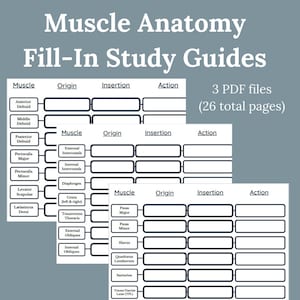 Muscle Action and Anatomy Fill-in Study Guide with Origin, Insertion, Action