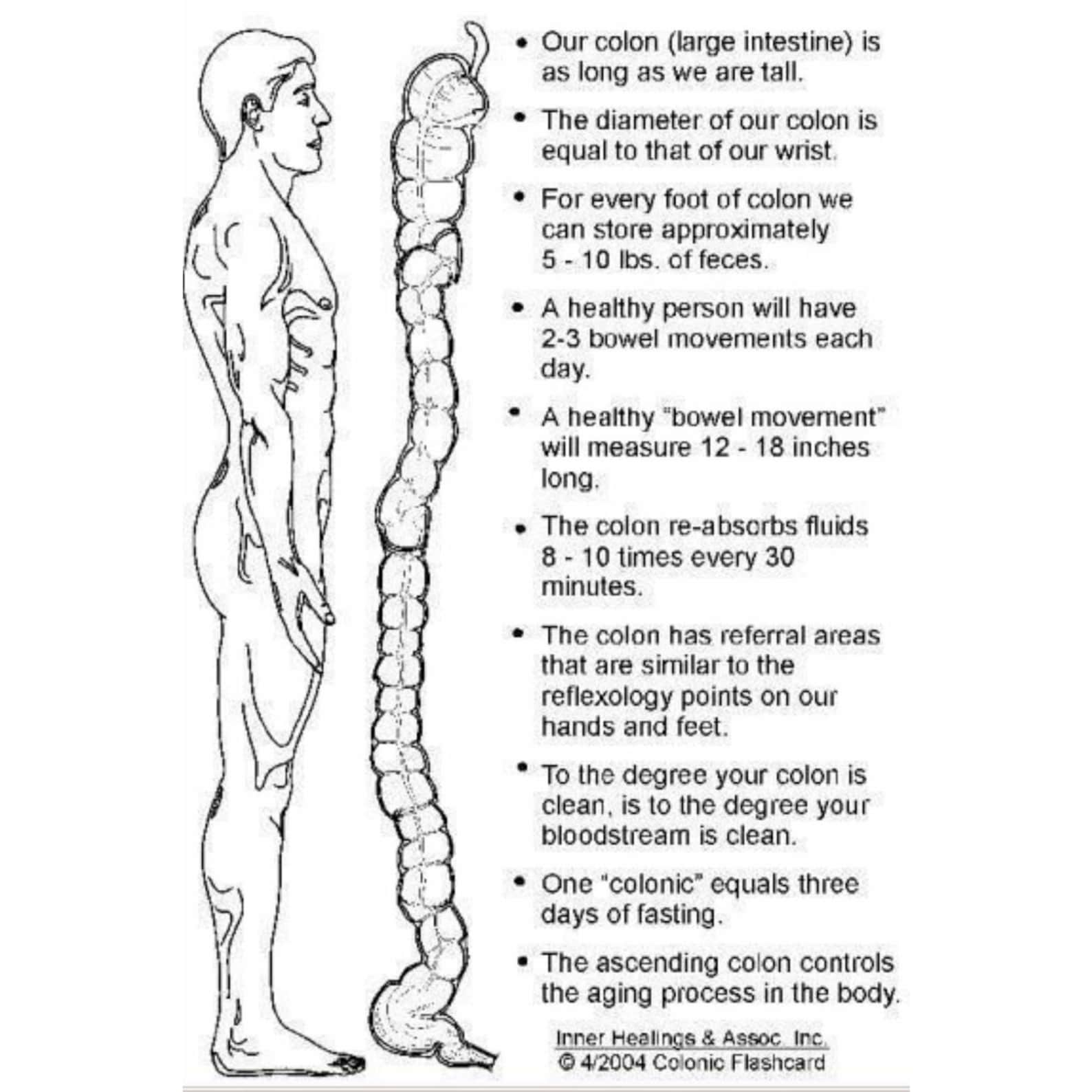 Mucoid Plaque Colon Cleanse Etsy