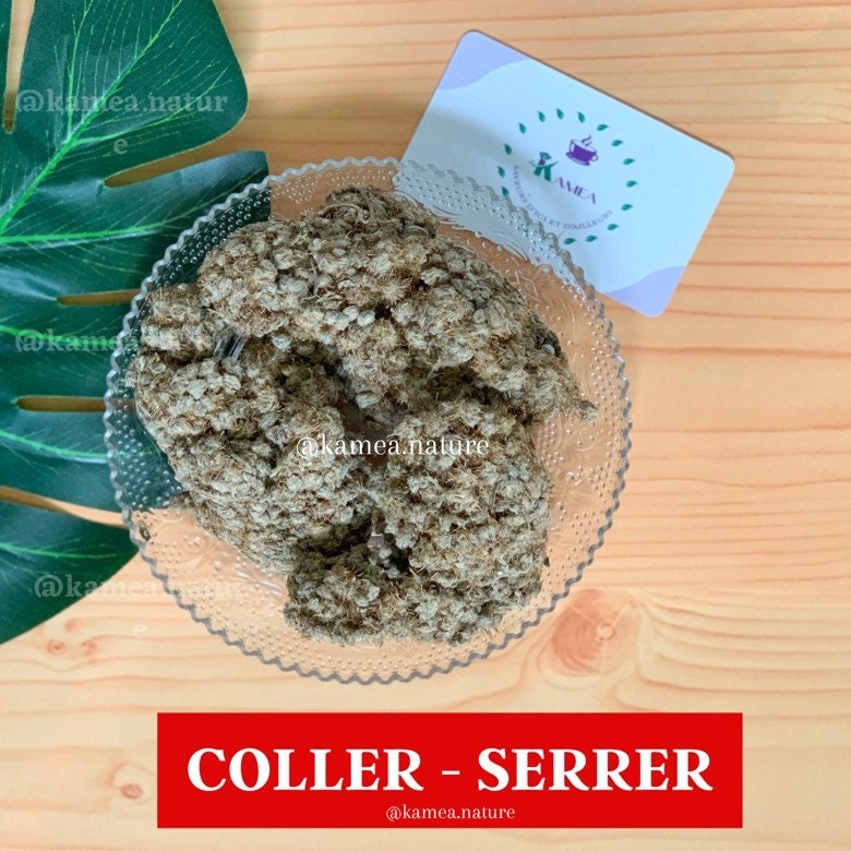 Plantes - Coller Serrer Collé Serré