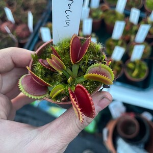 Venus flytrap brooches deals