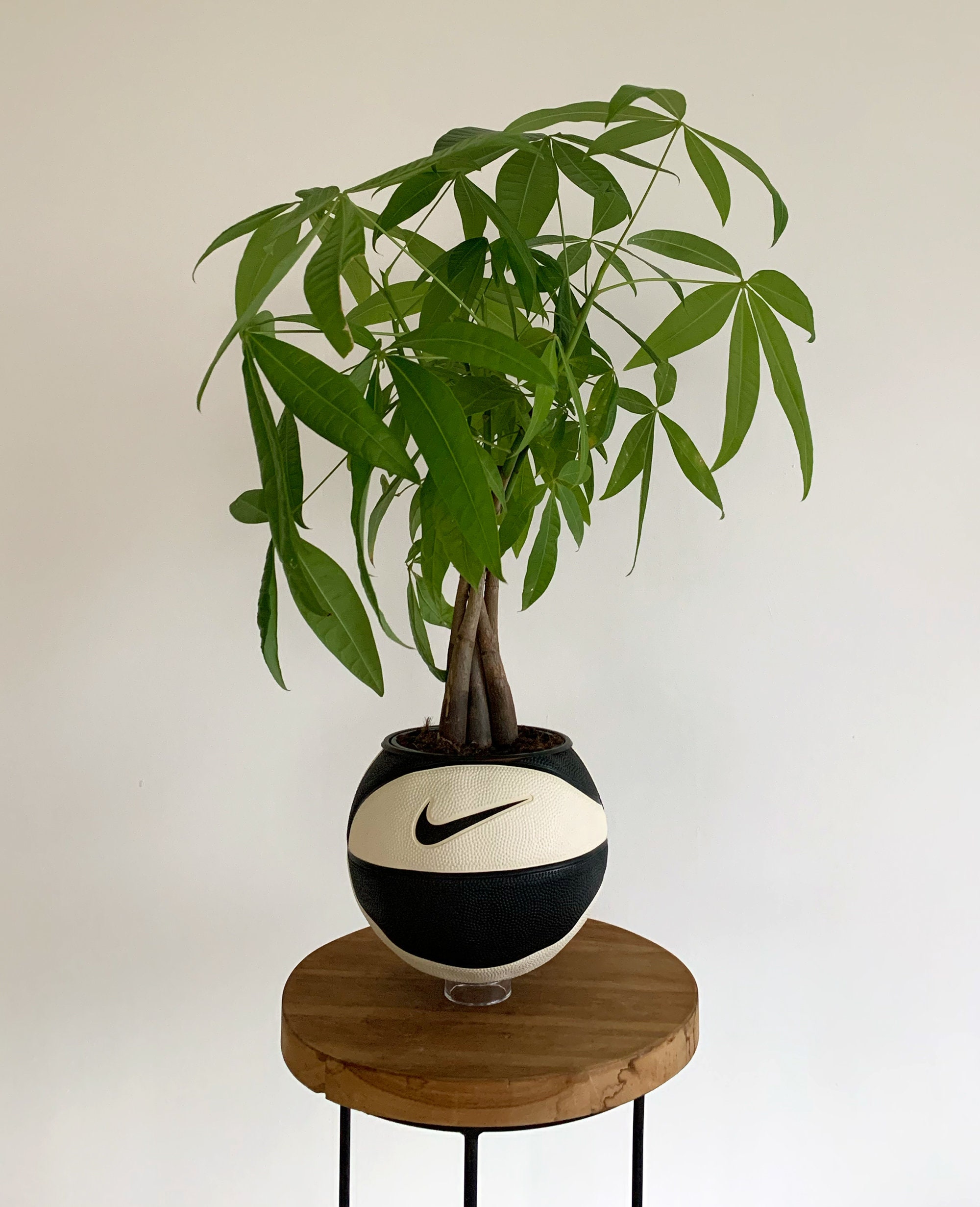 Plante de basket Nike « Oreo »