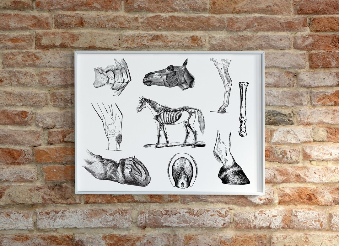 Equine Anatomy Posters Digital Download - Etsy