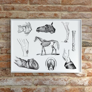 Equine Anatomy Posters | Digital Download