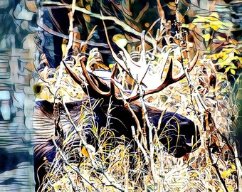 May include: A large moose with antlers is partially hidden in a thicket of tall, dry grass and branches. The moose is brown and black, and the antlers are white. The background is a blur of green and brown.